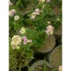 Tanaman Bunga Lantana Tinggi 25-30cm Rimbun