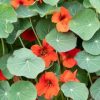 Tanaman Bunga Nasturtium (edible flower)
