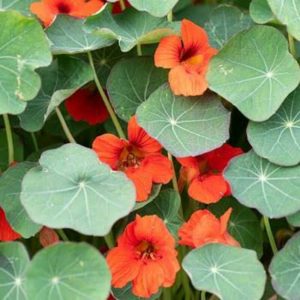 Tanaman Bunga Nasturtium (edible flower)