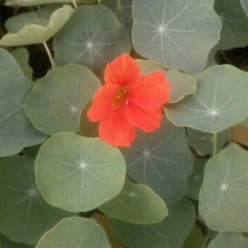 Tanaman Bunga Nasturtium (edible flower)