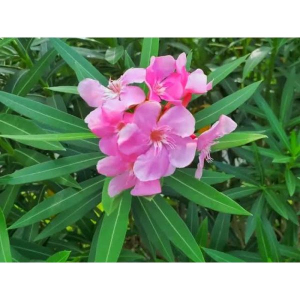 Tanaman Bunga Nerium Oleander Pink Tinggi 40cm