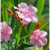 Tanaman Bunga Nerium Oleander Pink Tinggi 40cm