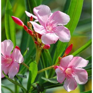 Tanaman Bunga Nerium Oleander Pink Tinggi 40cm
