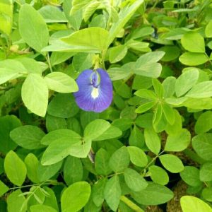 Tanaman Bunga Telang kembang herbal sudah berbunga da berbuah