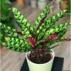 Tanaman Calathea Lancifolia