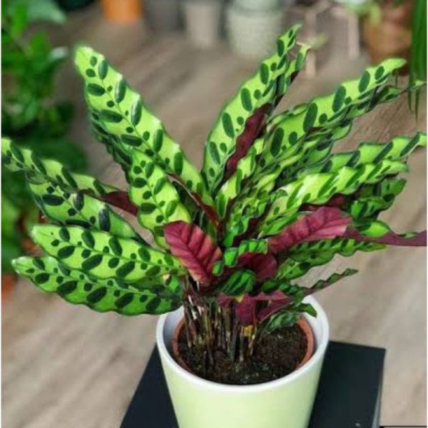Tanaman Calathea Lancifolia
