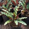 Tanaman Calathea Lancifolia