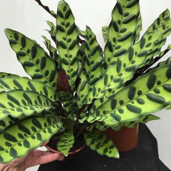Tanaman Calathea Lancifolia