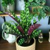 Tanaman Calathea Lancifolia
