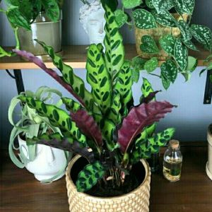 Tanaman Calathea Lancifolia