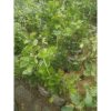 Tanaman Cincau Jelly Rimbun Tinggi 60cm