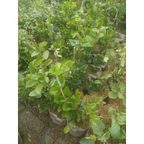 Tanaman Cincau Jelly Rimbun Tinggi 60cm