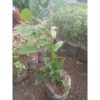 Tanaman Cincau Jelly Rimbun Tinggi 60cm