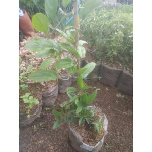 Tanaman Cincau Jelly Rimbun Tinggi 60cm