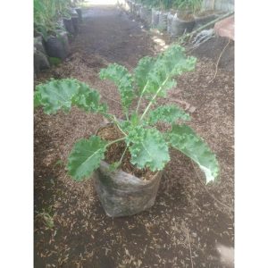 Tanaman daun cale curly - kale keriting
