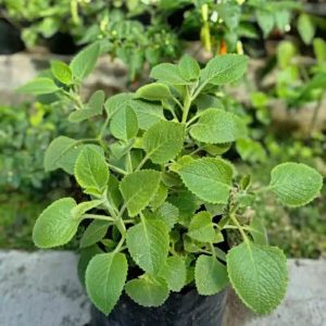 Tanaman Daun Jintan minuman herbal