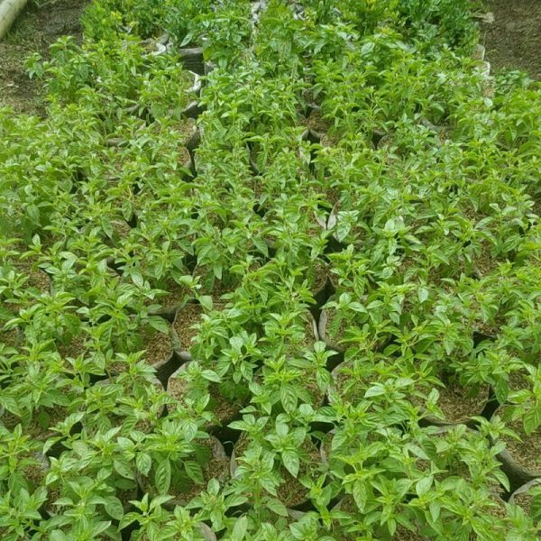 Tanaman Daun Kemangi Rimbun