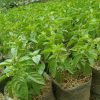 Tanaman Daun Kemangi Rimbun