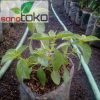 Tanaman Daun Kemangi Rimbun