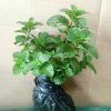 Tanaman Daun Mint Siap Tanam rimbun