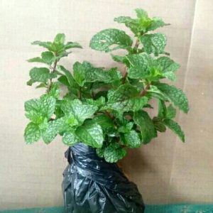 Tanaman Daun Mint Siap Tanam rimbun