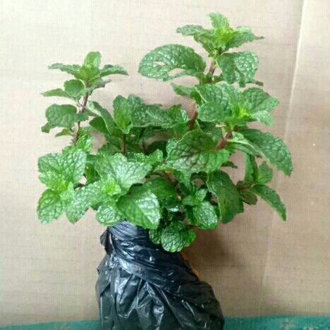Tanaman Daun Mint Siap Tanam rimbun