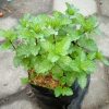Tanaman Daun Mint Siap Tanam rimbun