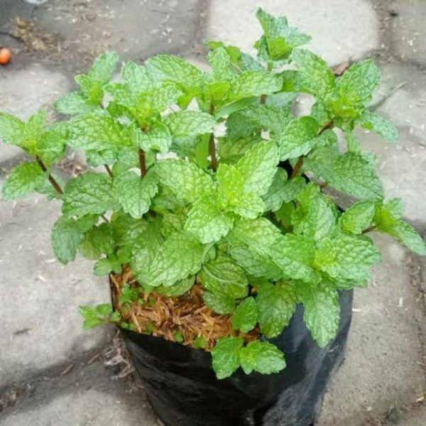 Tanaman Daun Mint Siap Tanam rimbun