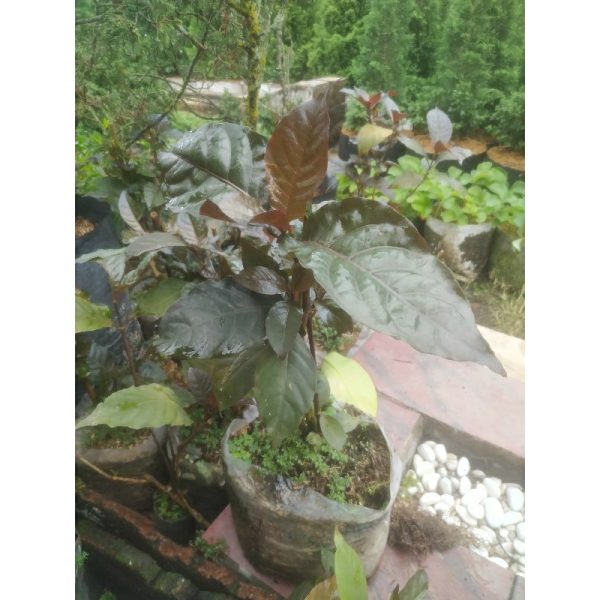 Tanaman Handeleum Daun Ungu herbal