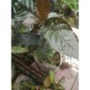 Tanaman Handeleum Daun Ungu herbal