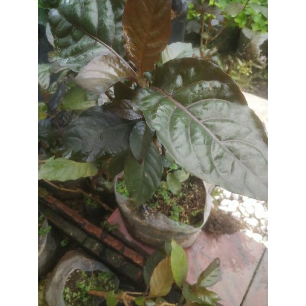 Tanaman Handeleum Daun Ungu herbal