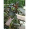 Tanaman Handeleum Daun Ungu herbal