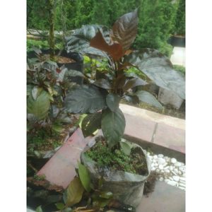 Tanaman Handeleum Daun Ungu herbal