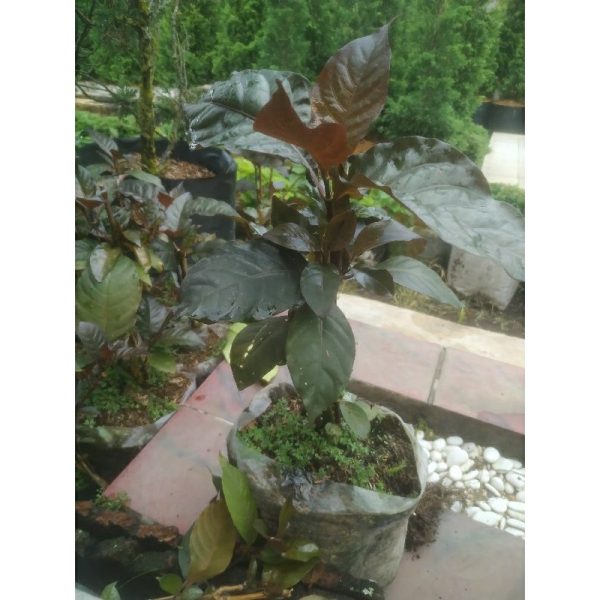 Tanaman Handeleum Daun Ungu herbal