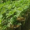 Tanaman Herbal Kenikir Rimbun