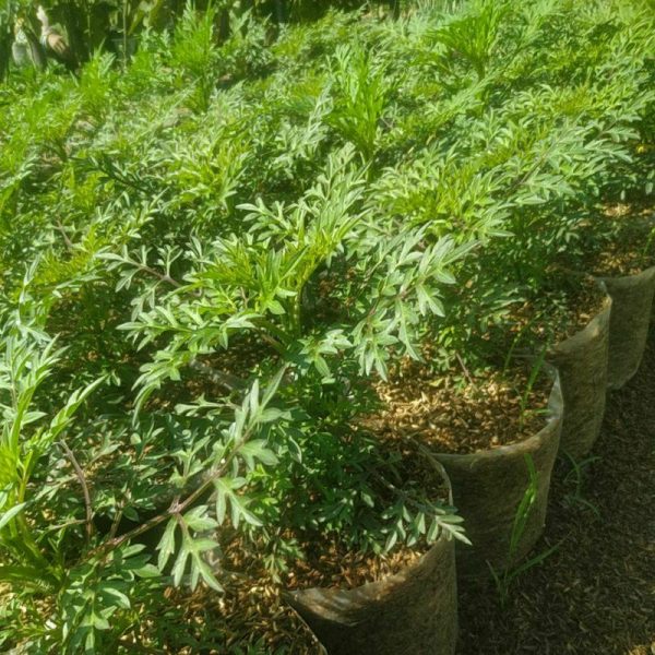 Tanaman Herbal Kenikir Rimbun