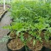Tanaman Herbal Kenikir Rimbun