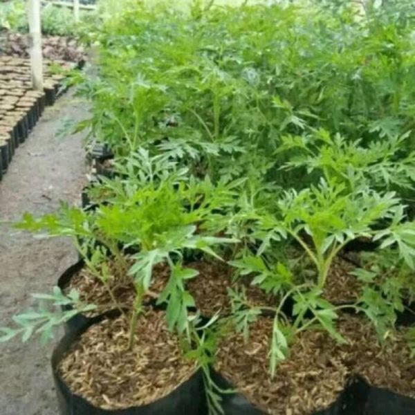 Tanaman Herbal Kenikir Rimbun