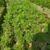 Tanaman Herbal Kenikir Rimbun