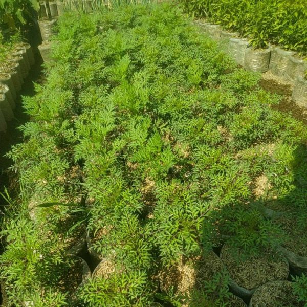 Tanaman Herbal Kenikir Rimbun