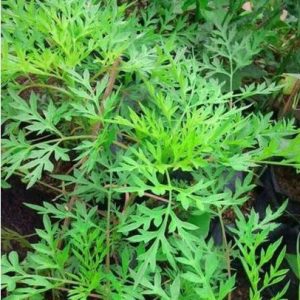 Tanaman Herbal Kenikir Rimbun