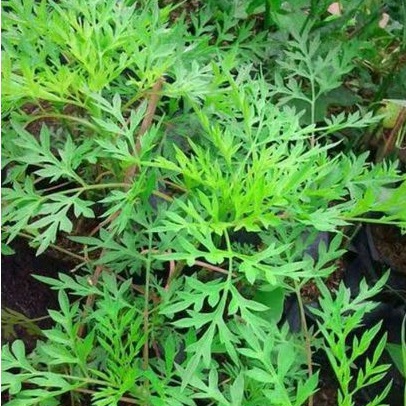 Tanaman Herbal Kenikir Rimbun