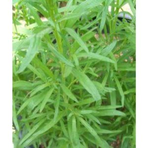 Tanaman Herbal Taragon