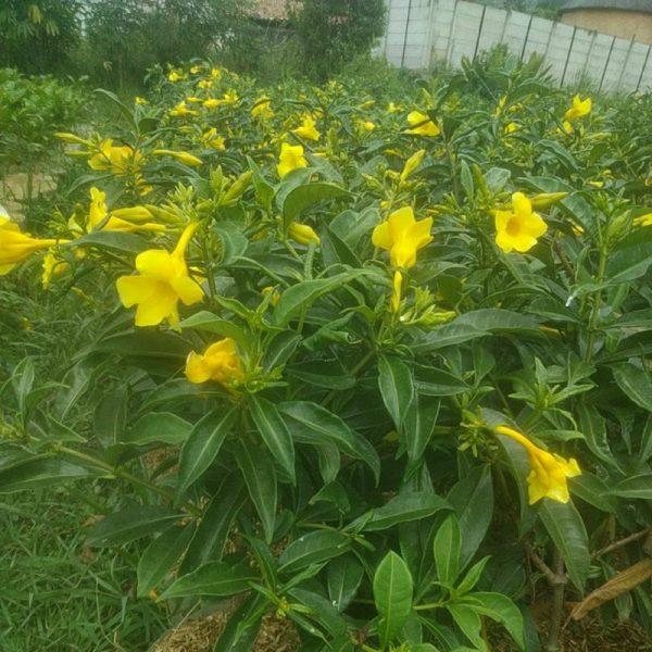 Tanaman Hias Alamanda Rimbun Berbunga