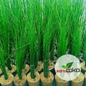 Tanaman Hias Bambu Air Tinggi 1 meter