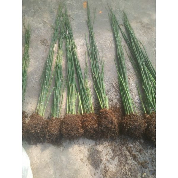 Tanaman Hias Bambu Air Tinggi 1 meter