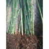 Tanaman Hias Bambu Air Tinggi 1 meter