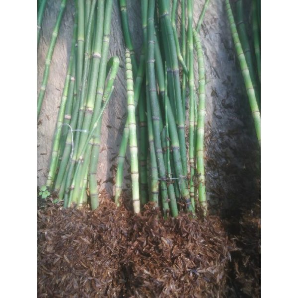 Tanaman Hias Bambu Air Tinggi 1 meter