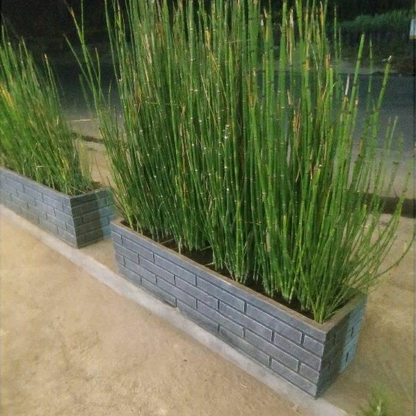 Tanaman Hias Bambu Air Tinggi 1 meter rimbun banyak rumpun