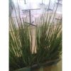 Tanaman Hias Bambu Air Tinggi 1 meter rimbun banyak rumpun